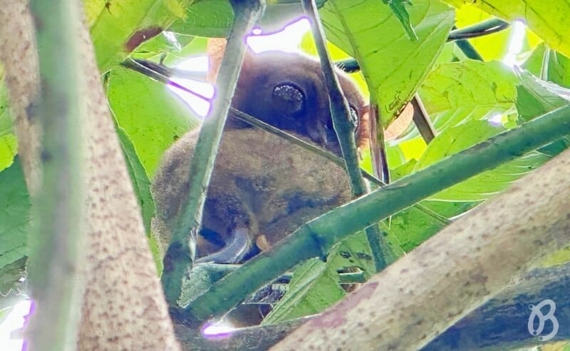 Tarsiers DE Bohol